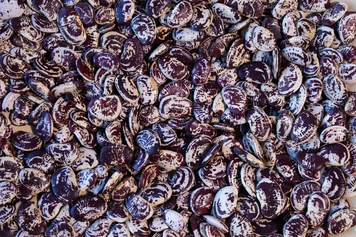 Heirloom Beans, Legendary Flavor